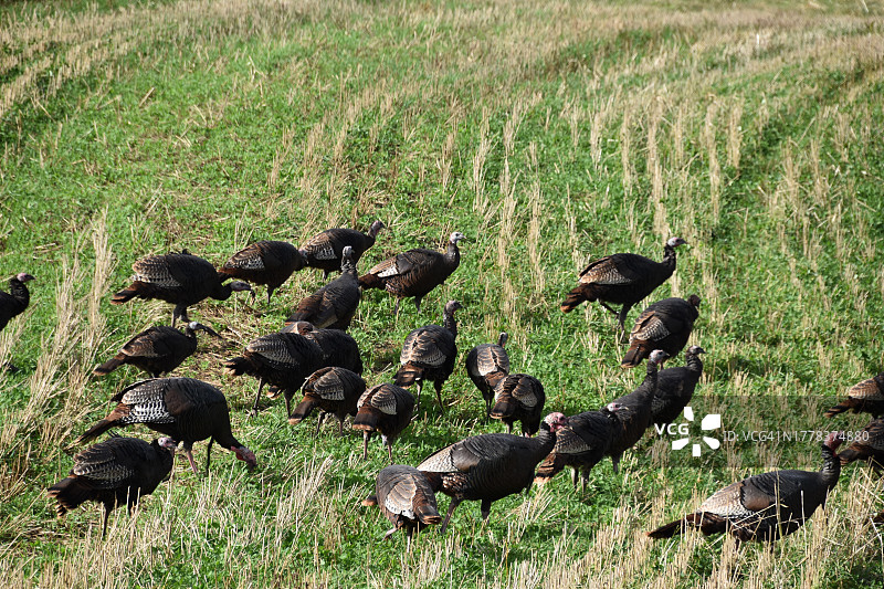 高角度拍摄的田野上的鸟类图片素材