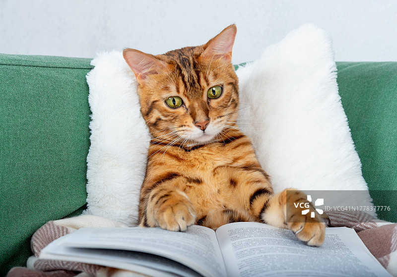 沙发上放松的猫咪肖像图片素材