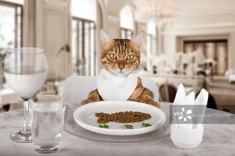 坐在桌边食物旁的猫图片素材