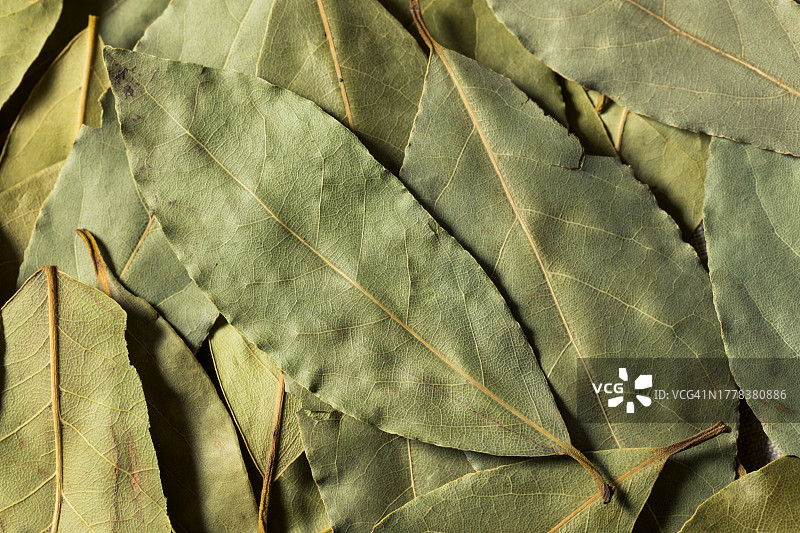 美国树叶全画幅照片图片素材