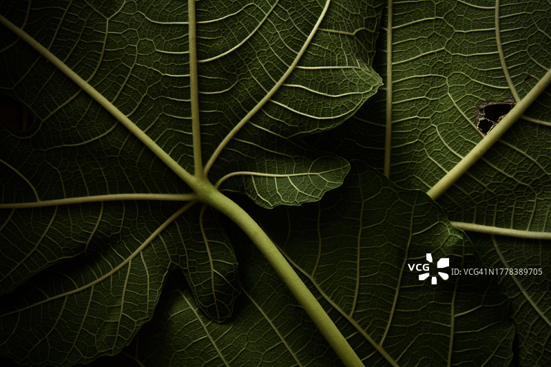 叶子特写镜头图片素材