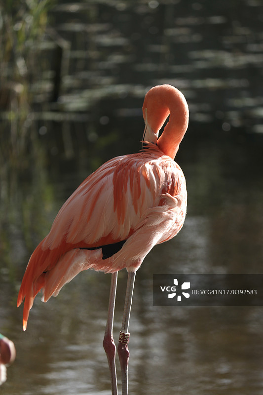 荷兰弗里斯兰吕伐登湖中的火烈鸟特写图片素材