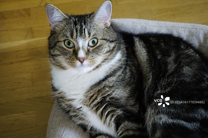 坐在硬木地板上的猫咪特写，瑞典图片素材