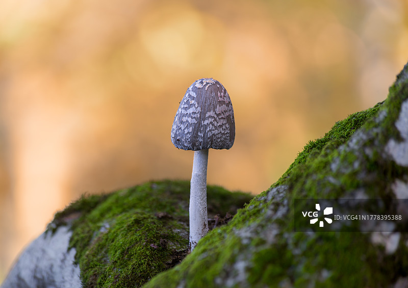 苔藓上生长的蘑菇特写图片素材