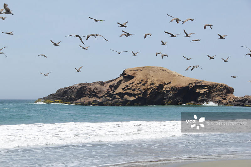 仰视鸟儿飞过大海在晴朗天空飞翔图片素材