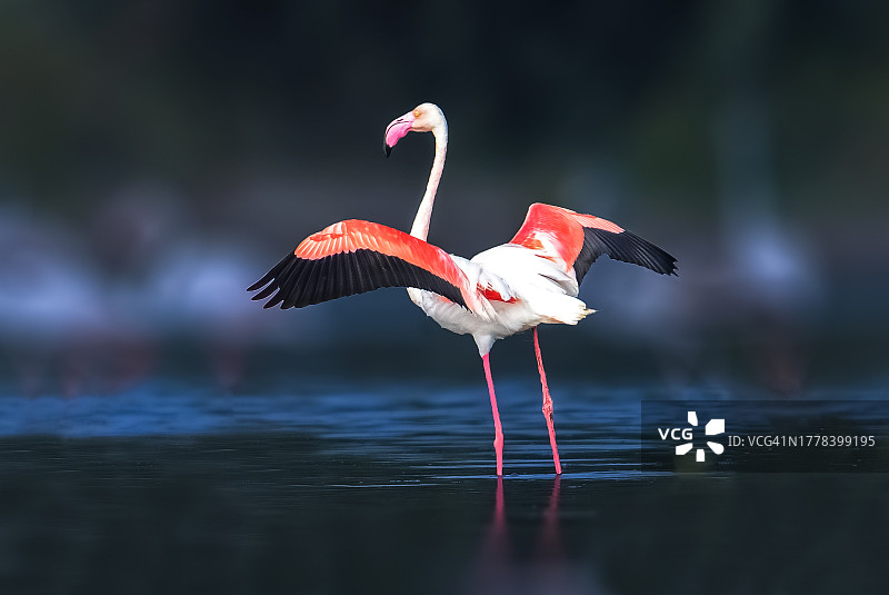 大红鹳在湖中的特写图片素材