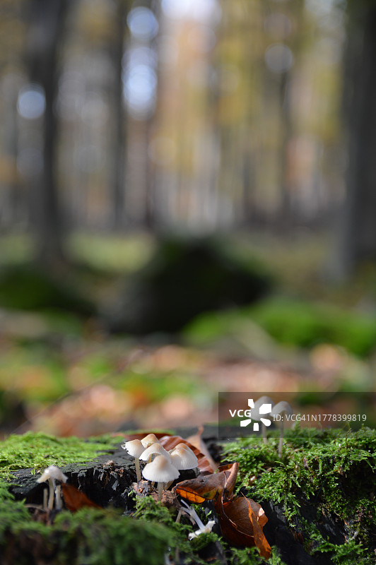 匈牙利田野里生长的蘑菇特写图片素材