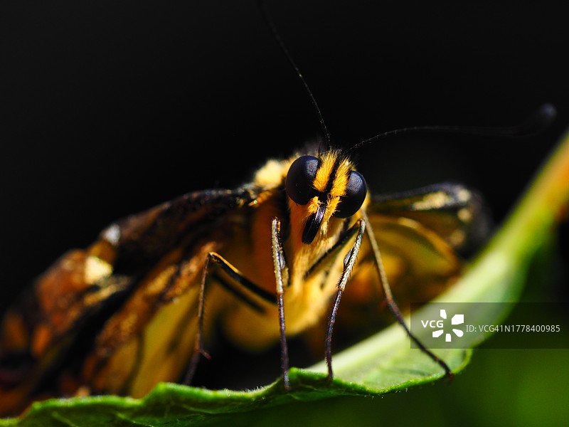 树叶上的昆虫特写图片素材