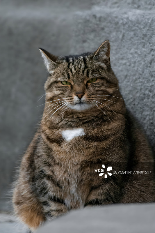 坐着的猫的特写肖像图片素材