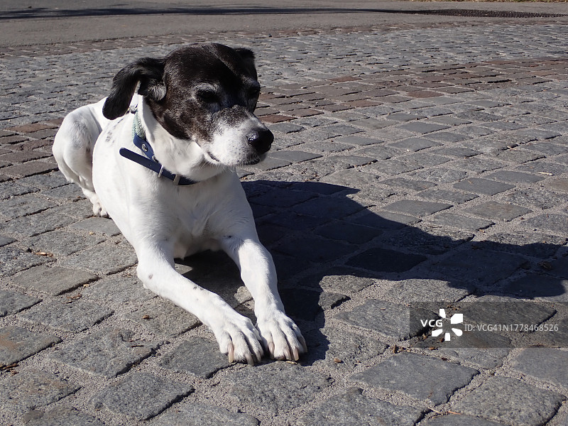 坐在人行道上的纯种梗犬特写图片素材