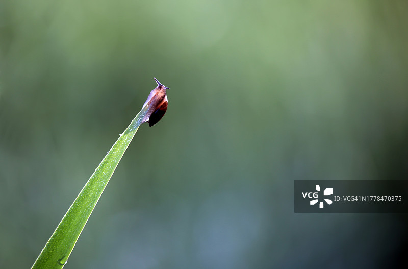 昆虫在植物上的特写图片素材