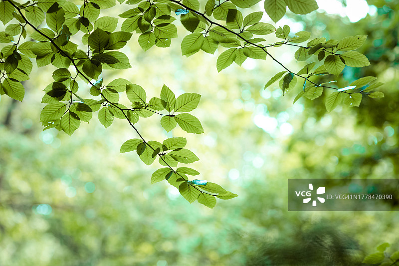 仰视树上的叶子，乌克兰图片素材