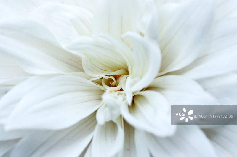 白花的特写图片素材