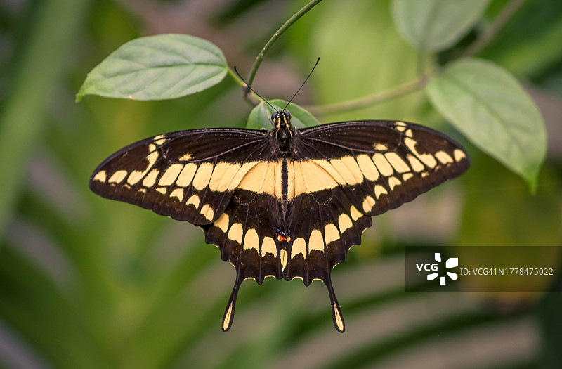 蝴蝶在树叶上的特写图片素材