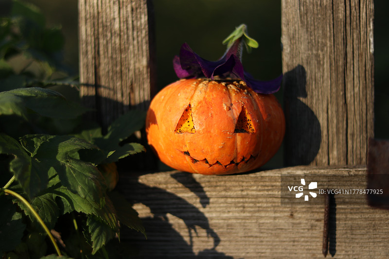 木桌上南瓜的特写镜头图片素材