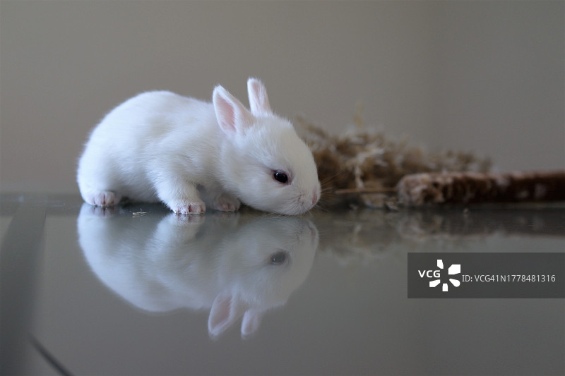 兔子在桌子上的特写图片素材