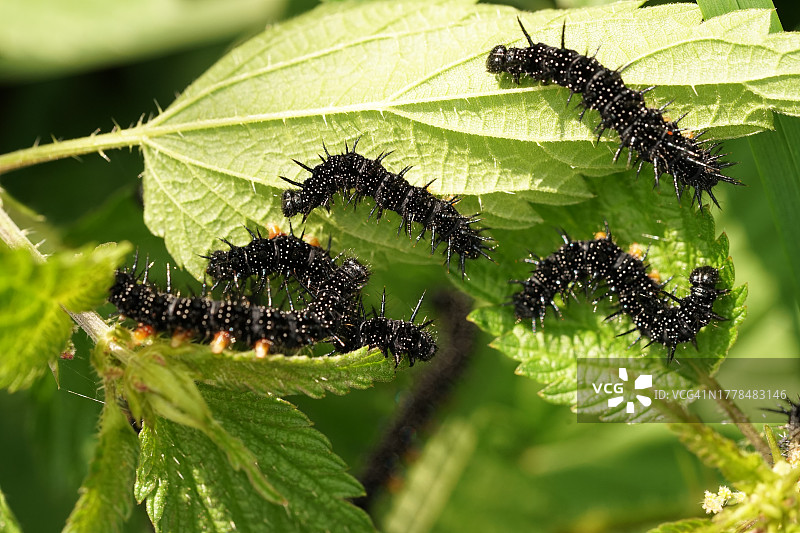 昆虫在植物上的特写图片素材
