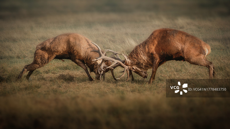 在田野上吃草的红鹿侧面像图片素材