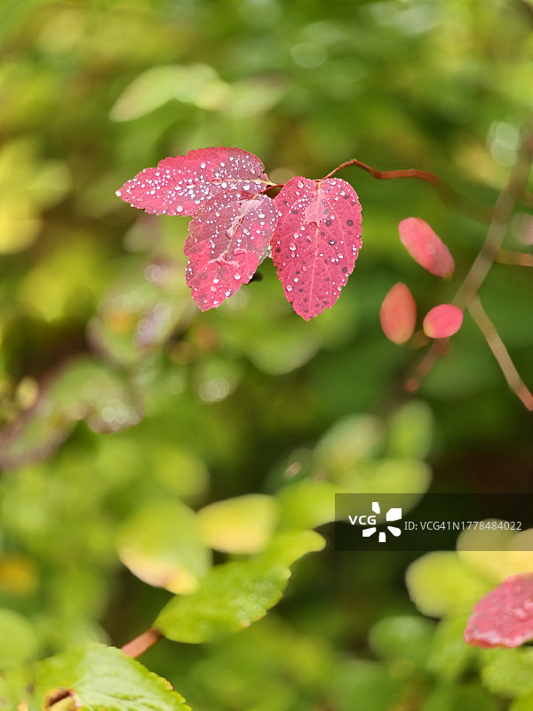 芬兰库奥皮奥粉色植物特写图片素材