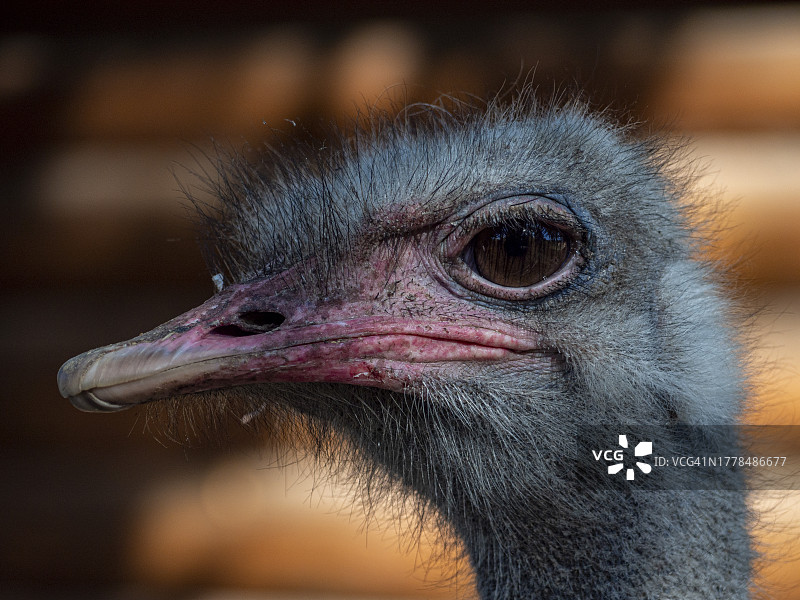 鶆䴈鸟特写，白俄罗斯图片素材