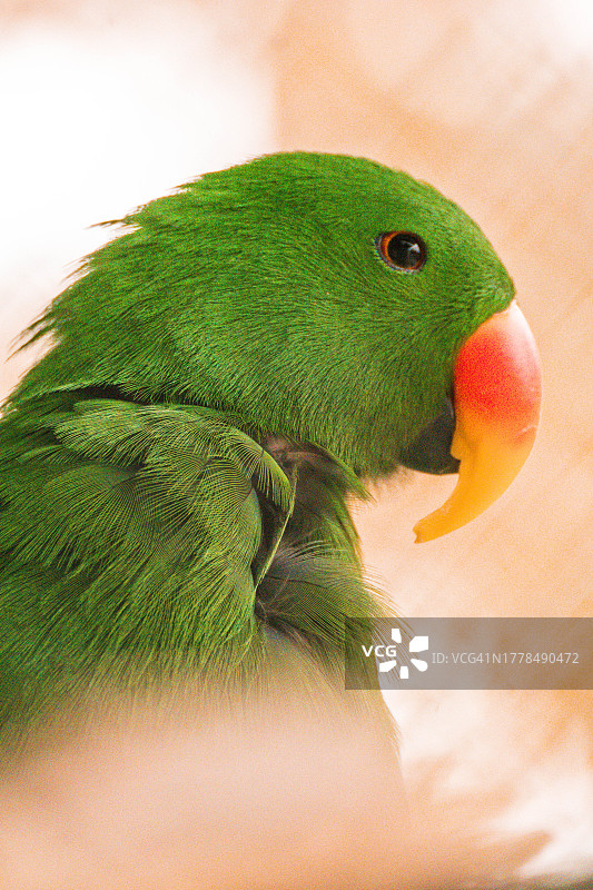 鹦鹉特写图片素材