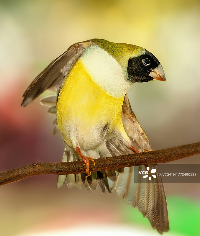 美国佛罗里达州栖息在树枝上的鸣禽特写图片素材