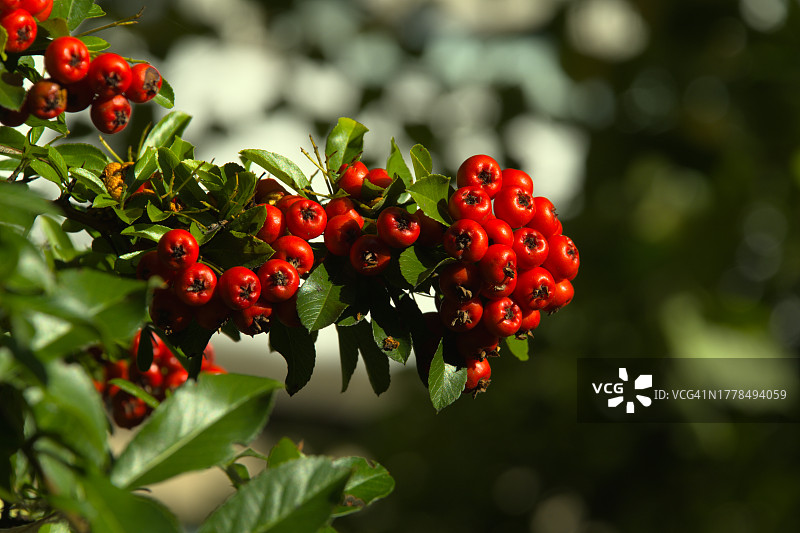 红色浆果长在树上的特写图片素材