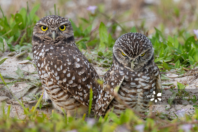 美国佛罗里达州科勒尔角田野上栖息的猫头鹰特写图片素材