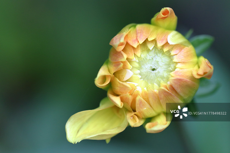 玫瑰花特写图片素材