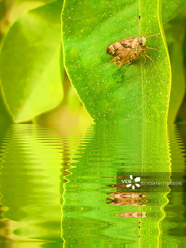 树叶上的昆虫特写图片素材