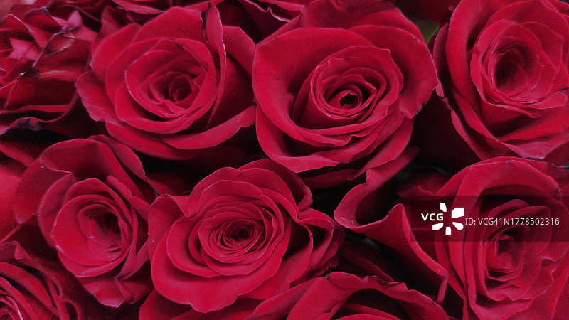 美国得克萨斯州达拉斯红玫瑰特写图片素材