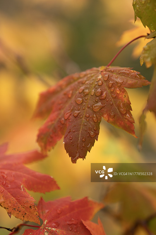 美国华盛顿州伊萨夸秋季植物上的枫叶特写图片素材