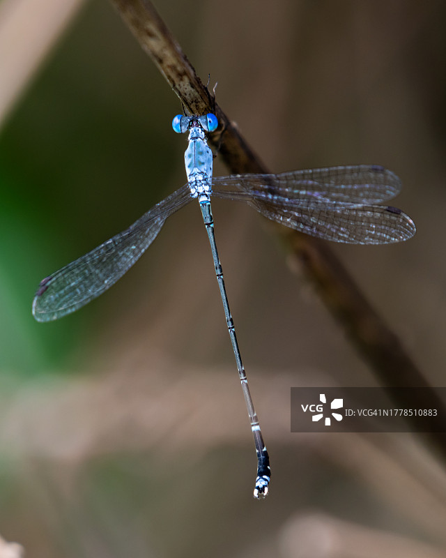 豆娘在树枝上的特写图片素材