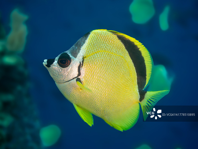 哥伦比亚海中蝴蝶鱼特写图片素材