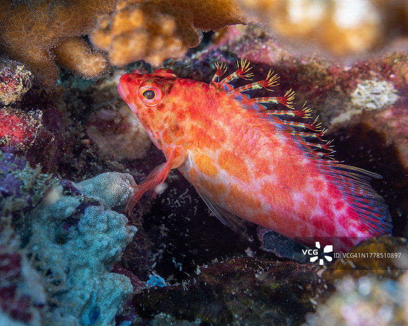 哥伦比亚游弋的鹰热带咸水鱼图片素材