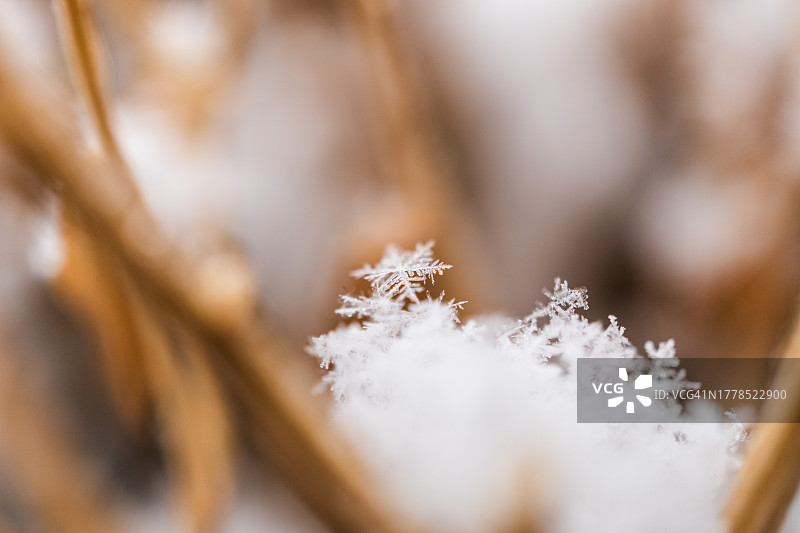 雪花的细节图片素材