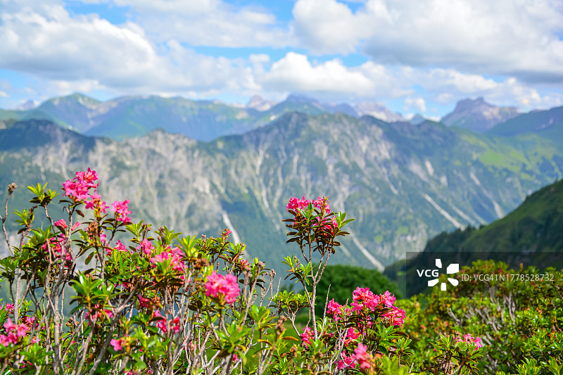 鲜花与山脉映衬下的天空美景图片素材