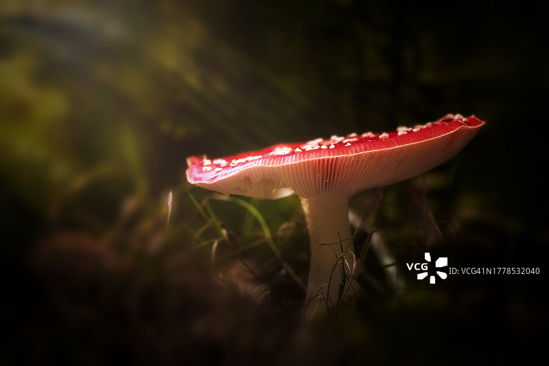 田野中生长的毒蝇伞蘑菇特写图片素材