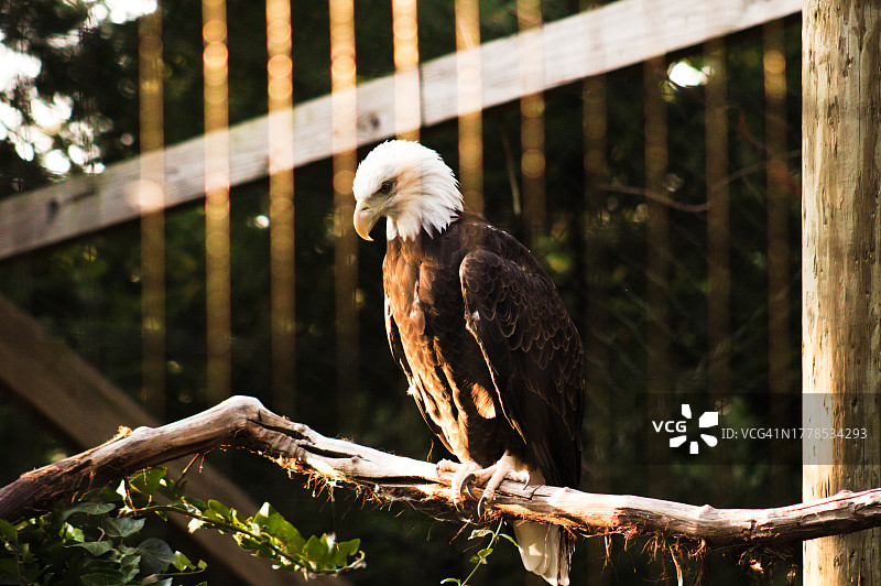 秃鹰栖息在树枝上的特写，美国图片素材