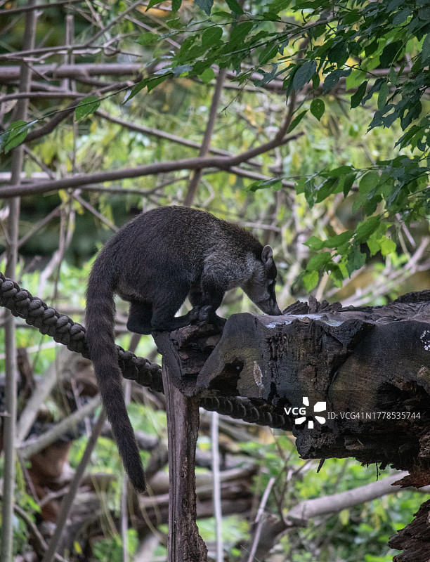 德国不伦瑞克树上猴子的低角度视图图片素材