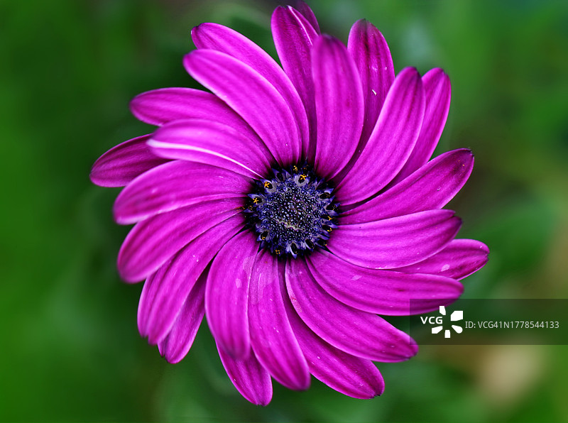 紫色花朵的特写图片素材