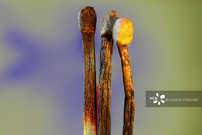 匈牙利天空背景下的香图片素材