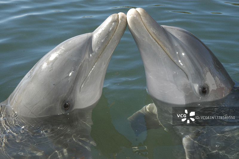 海中海豚游泳的俯视照片图片素材