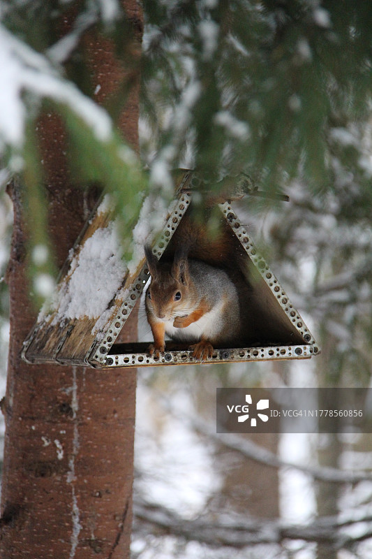 松鼠在树上吃花生特写图片素材