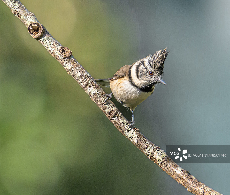 歌 crested 山雀栖息在法国锡布尔的树枝上特写图片素材