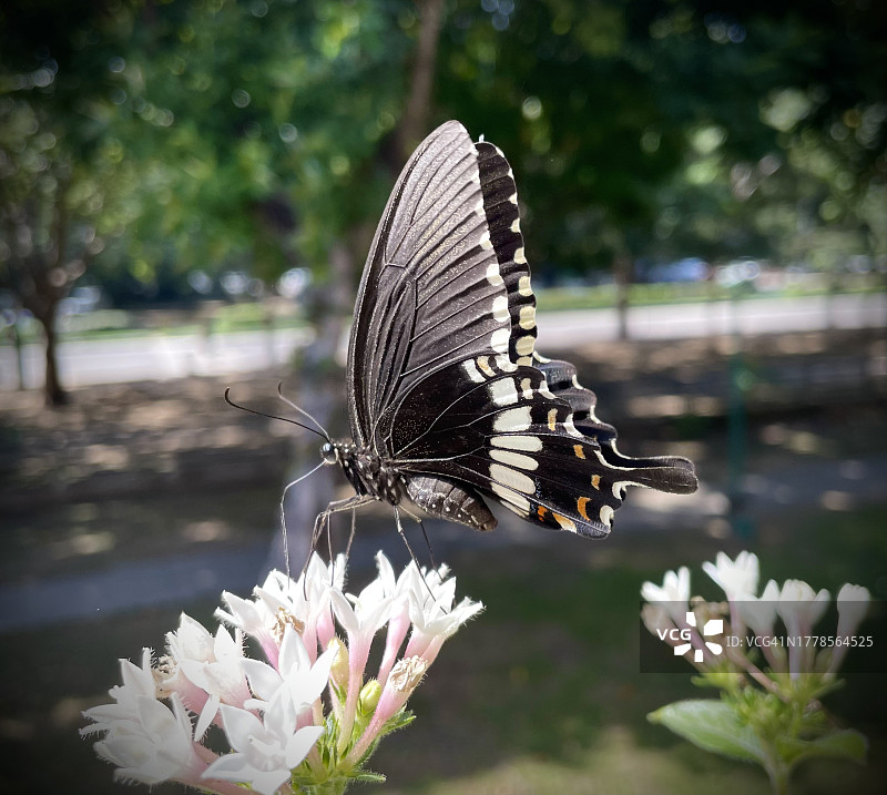 蝴蝶在花朵上授粉的特写，印度昌迪加尔图片素材