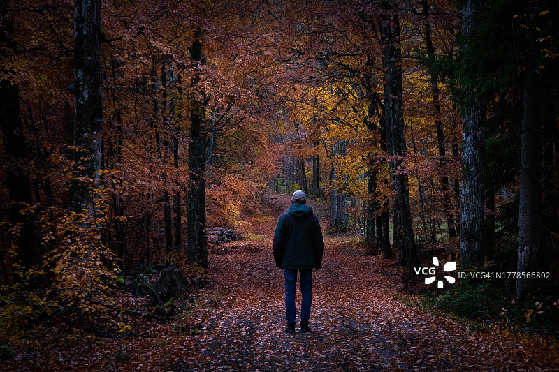 男子在秋季黄昏时分走在落叶林的小路上图片素材