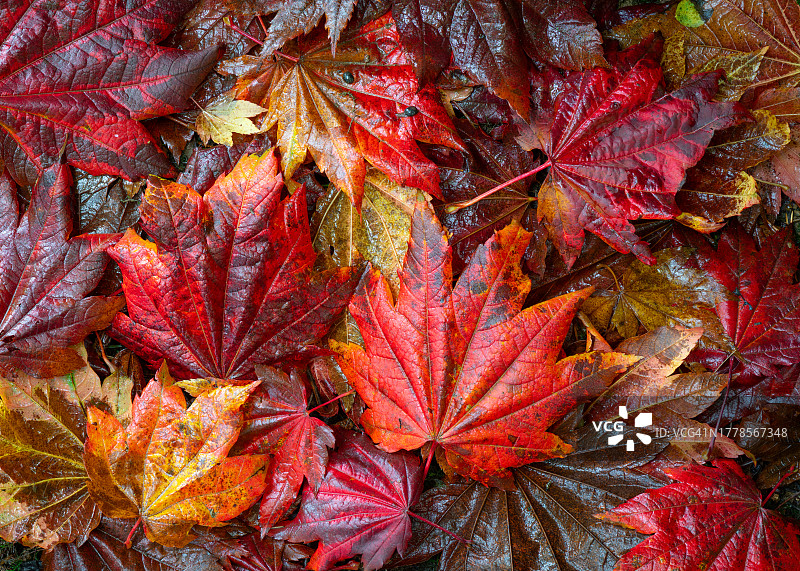 枫叶特写图片素材