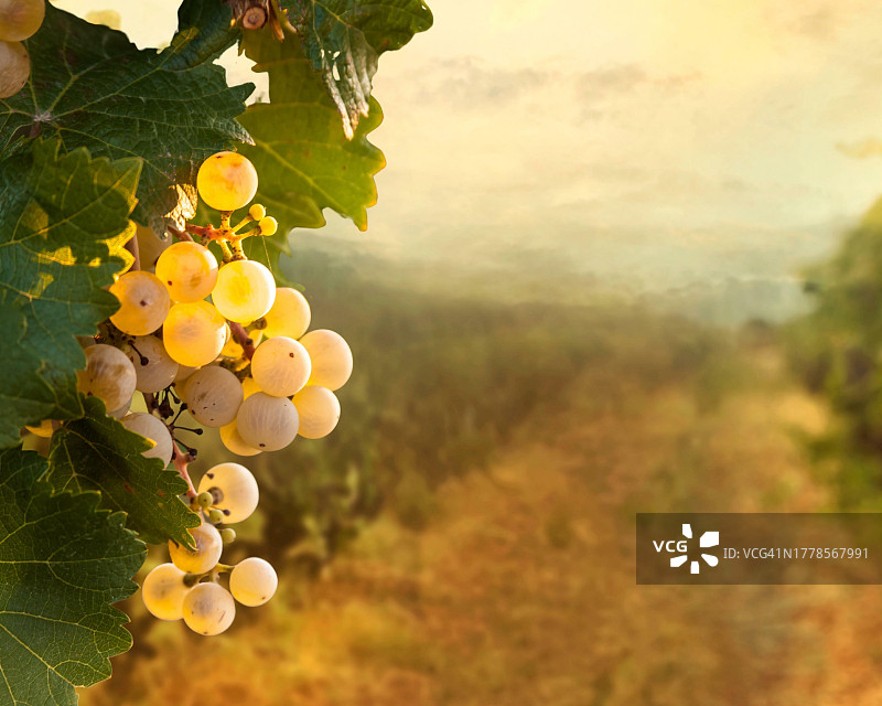 树上生长的葡萄特写图片素材