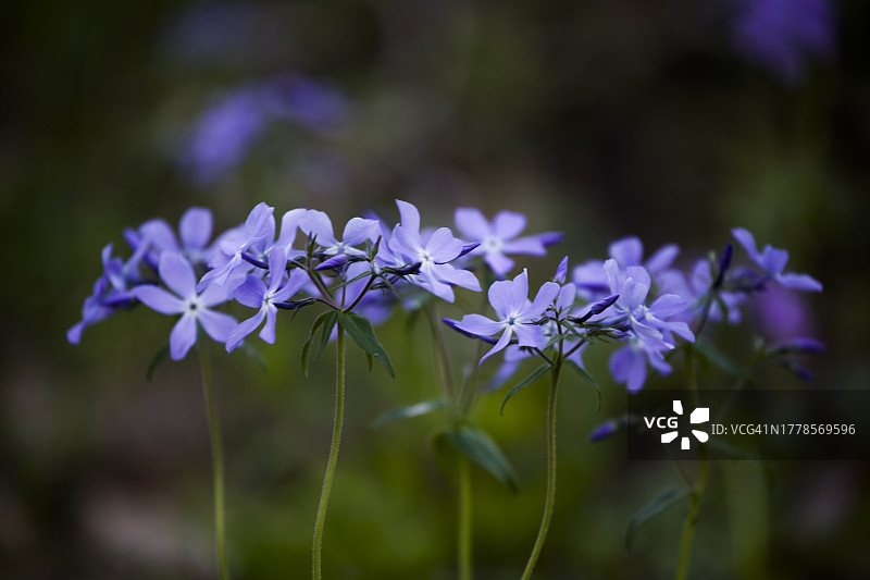 美国印第安纳州西拉法叶紫色植物特写图片素材